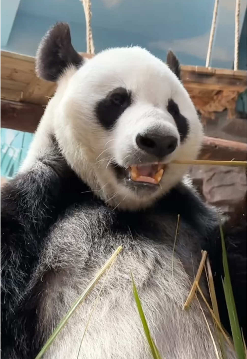 @Cute Animals 🐼