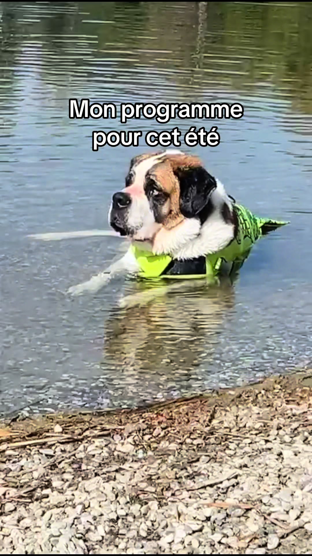 @Xena le St Bernard