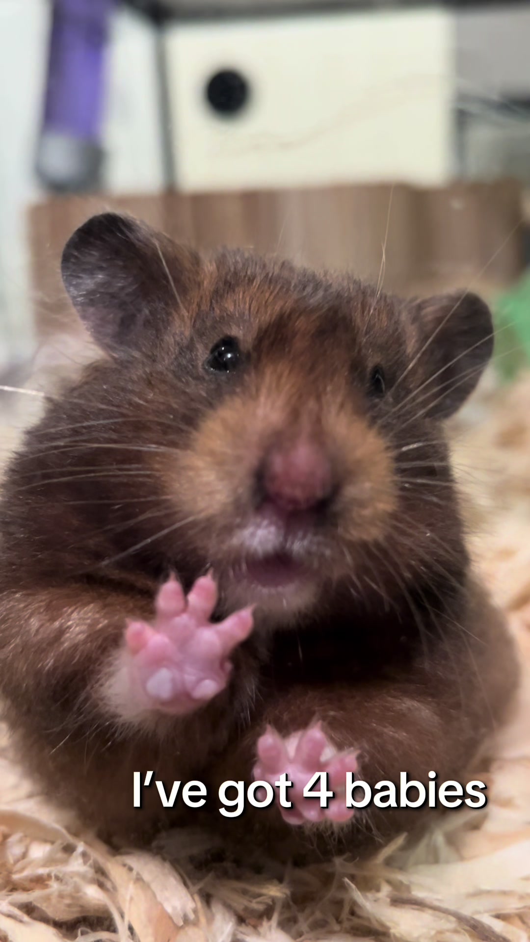 @Poppy Bee Hamstery