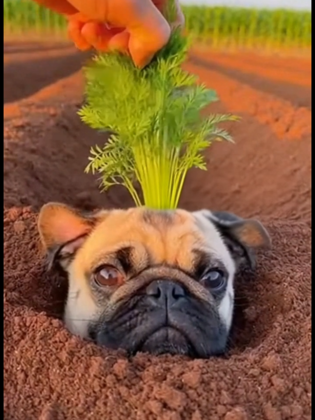 @Pug