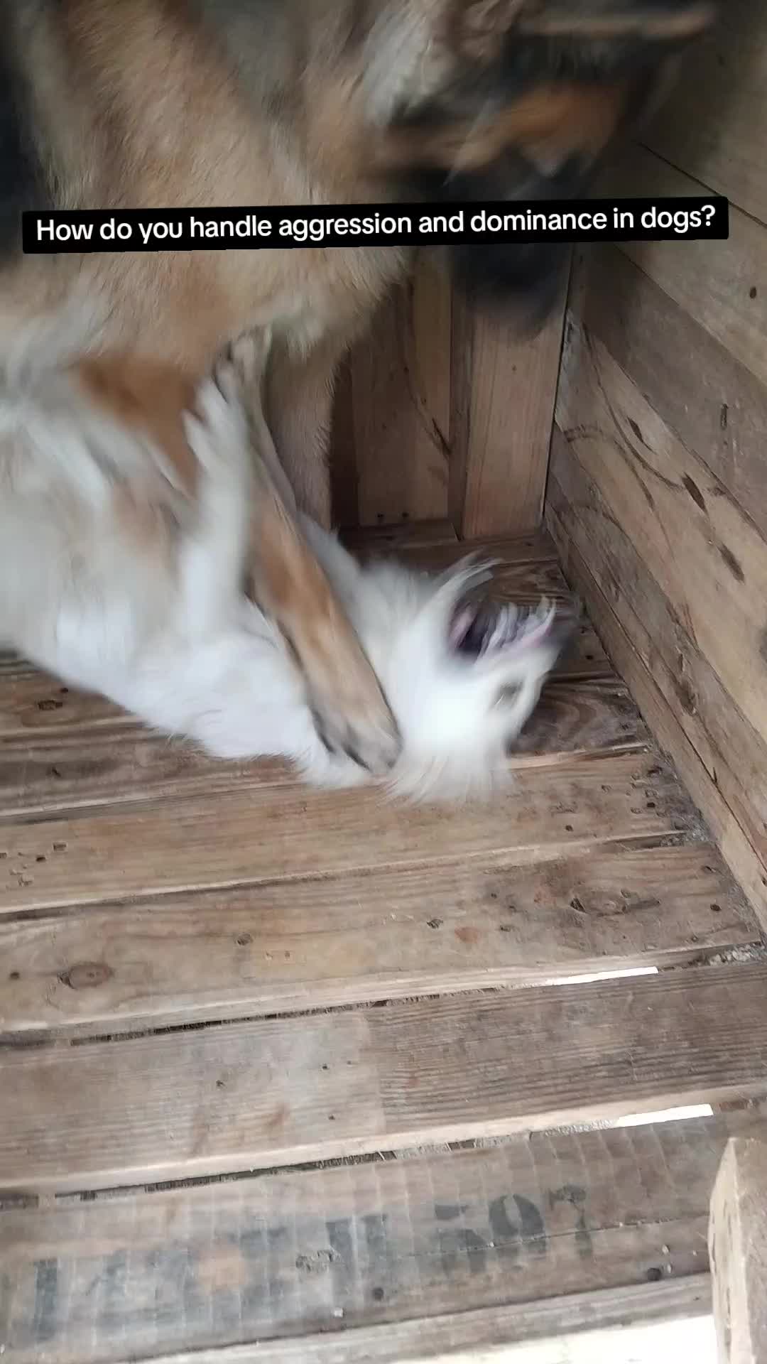 @Orimbajnrkennels