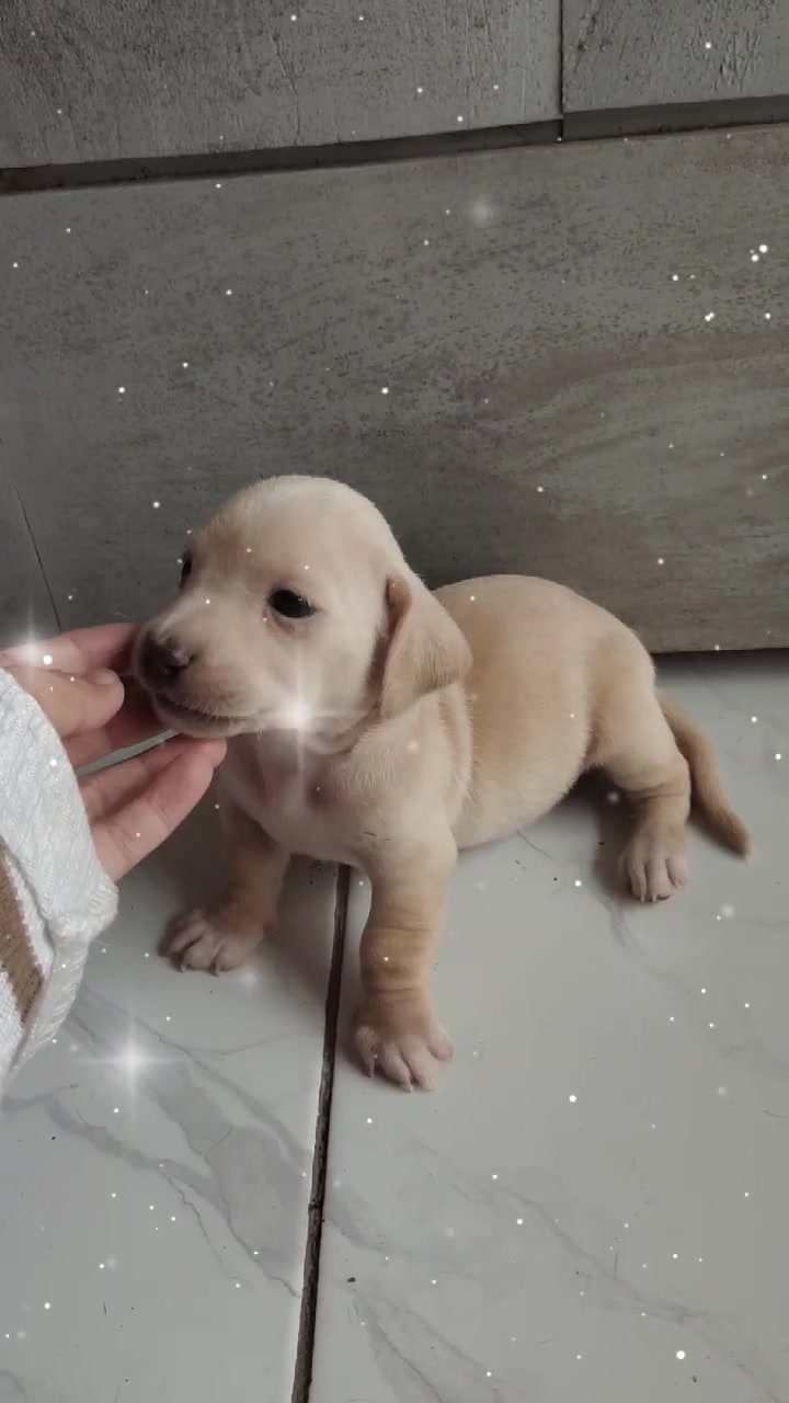 @wuffels