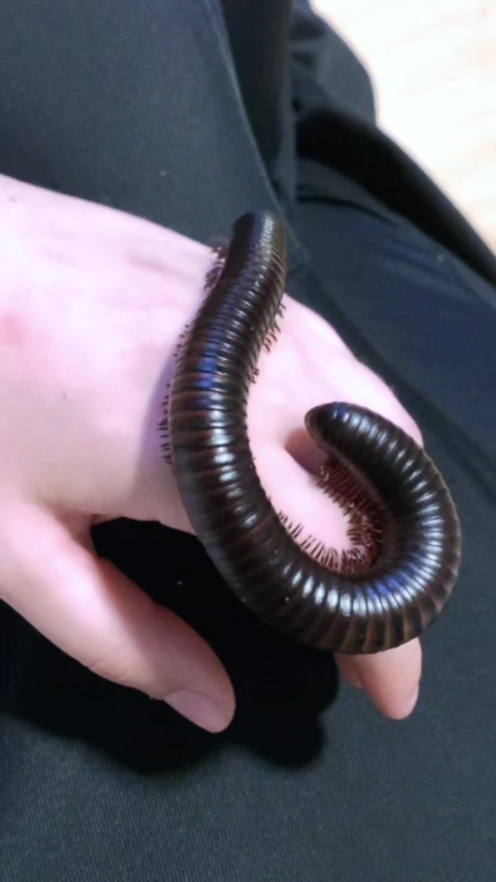 @🕷️Eliah—🐌