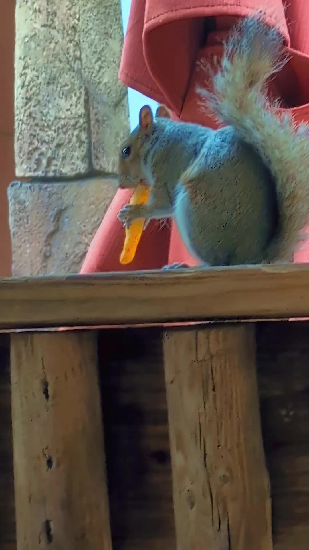 @Jay Bird