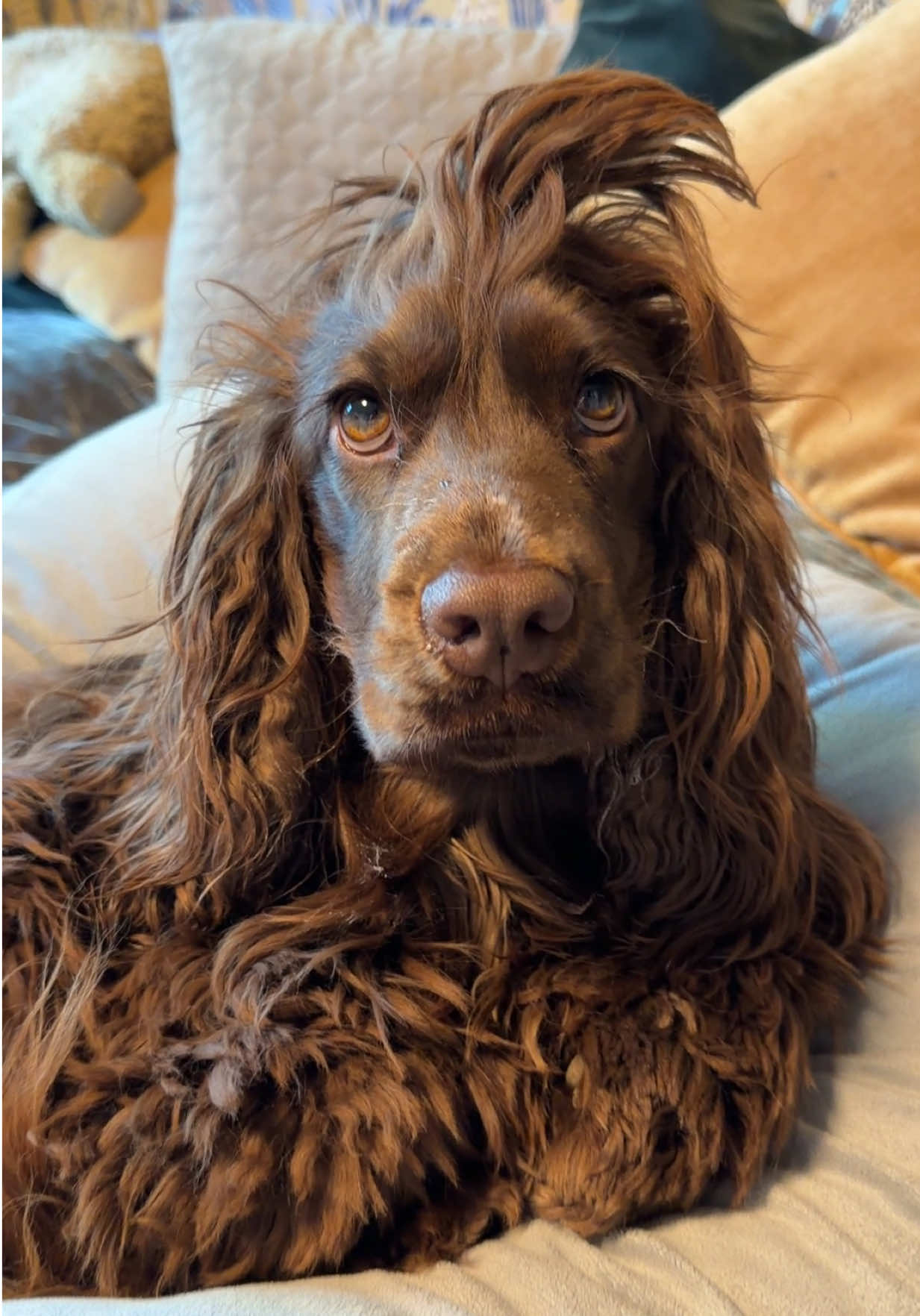 @Yoshi_der_Schokococker