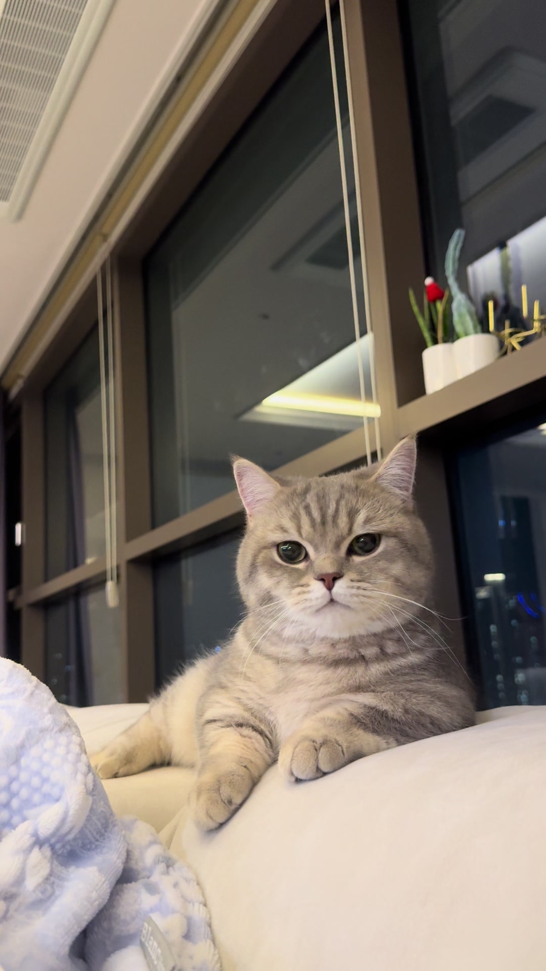 @금보르기니 꼬루스