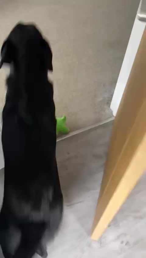 @Ruperttheblacklab