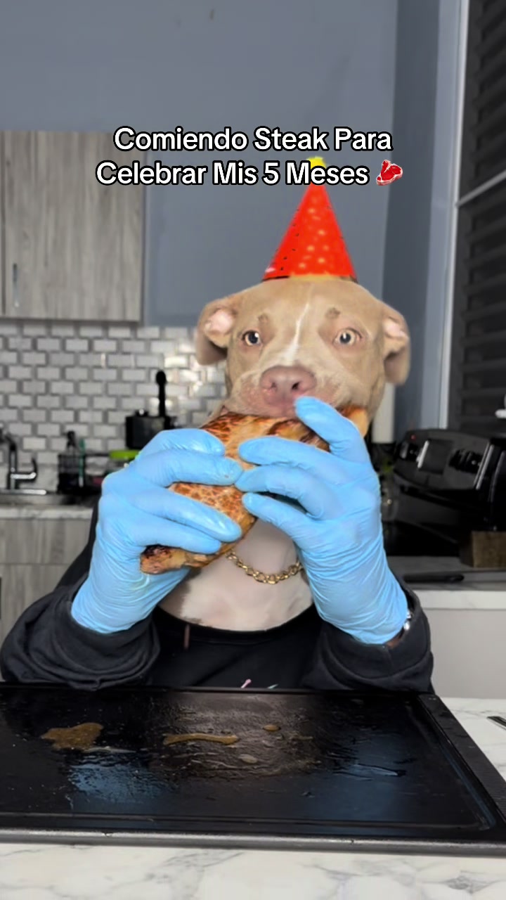 @Thor El Pitbull