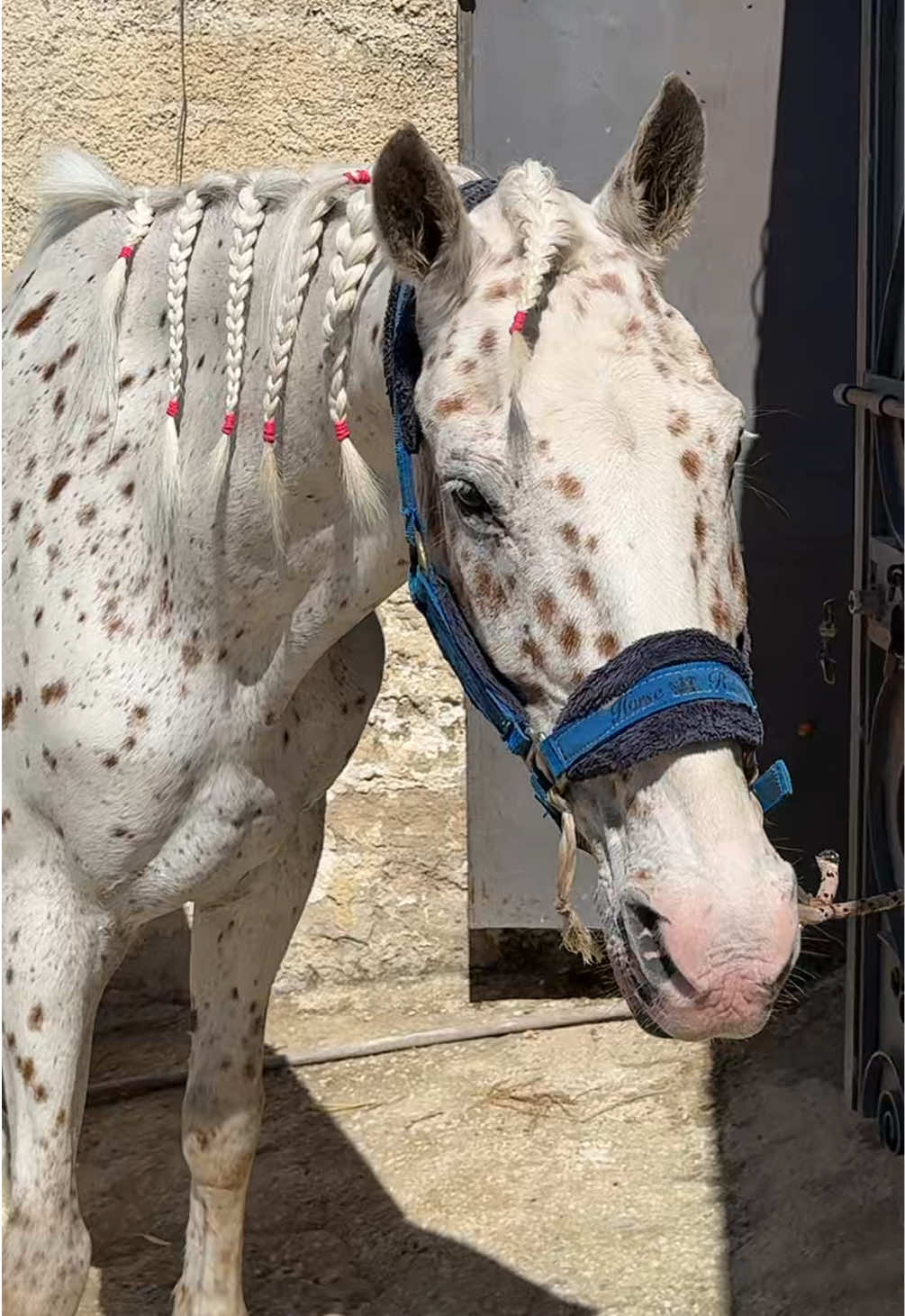 @Chiara Vitali 🐴