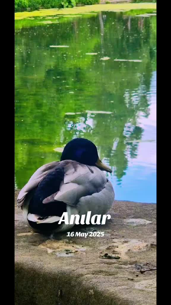 @S..S