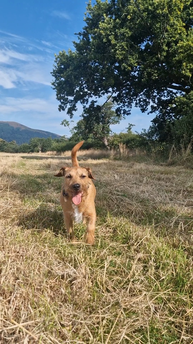 @woofTowalk