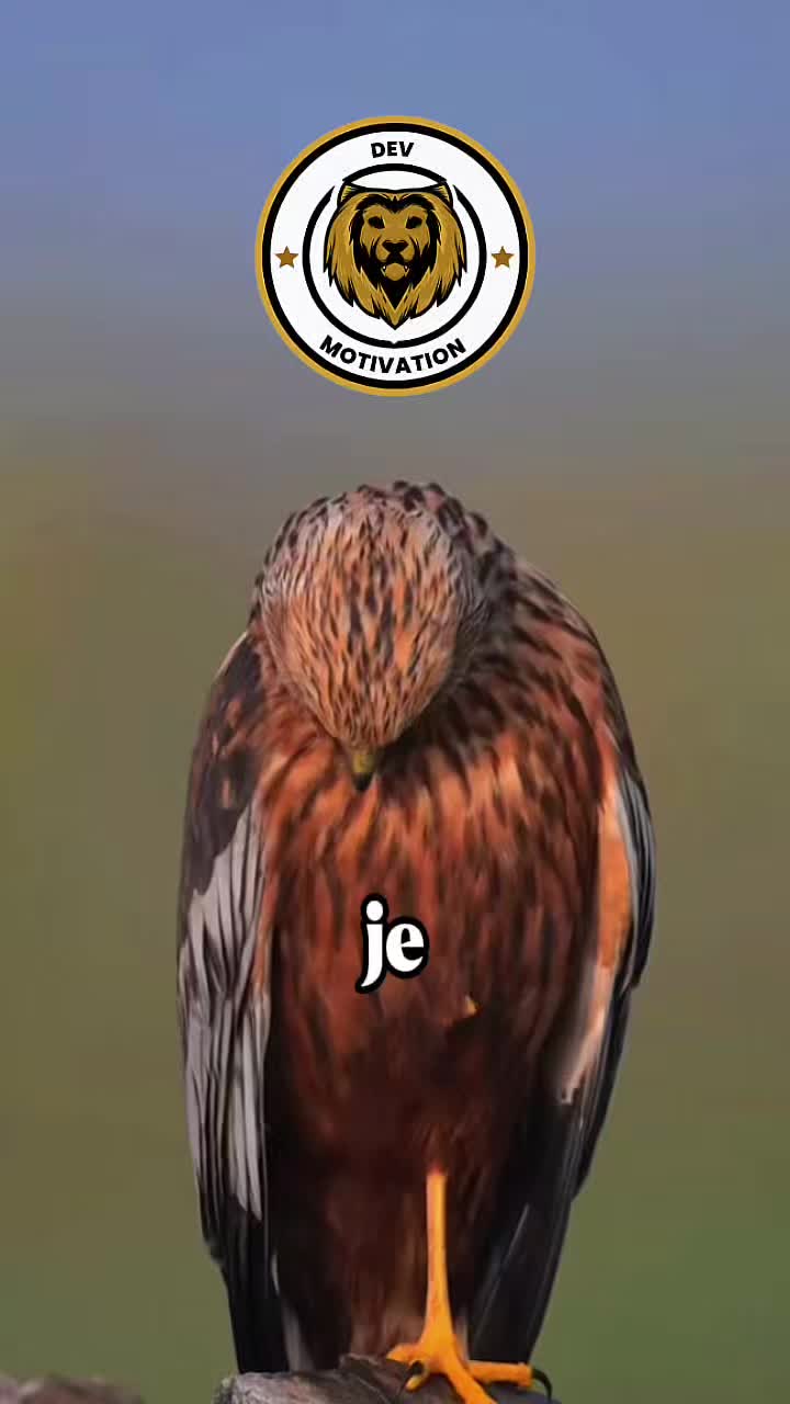 @Devmotivation