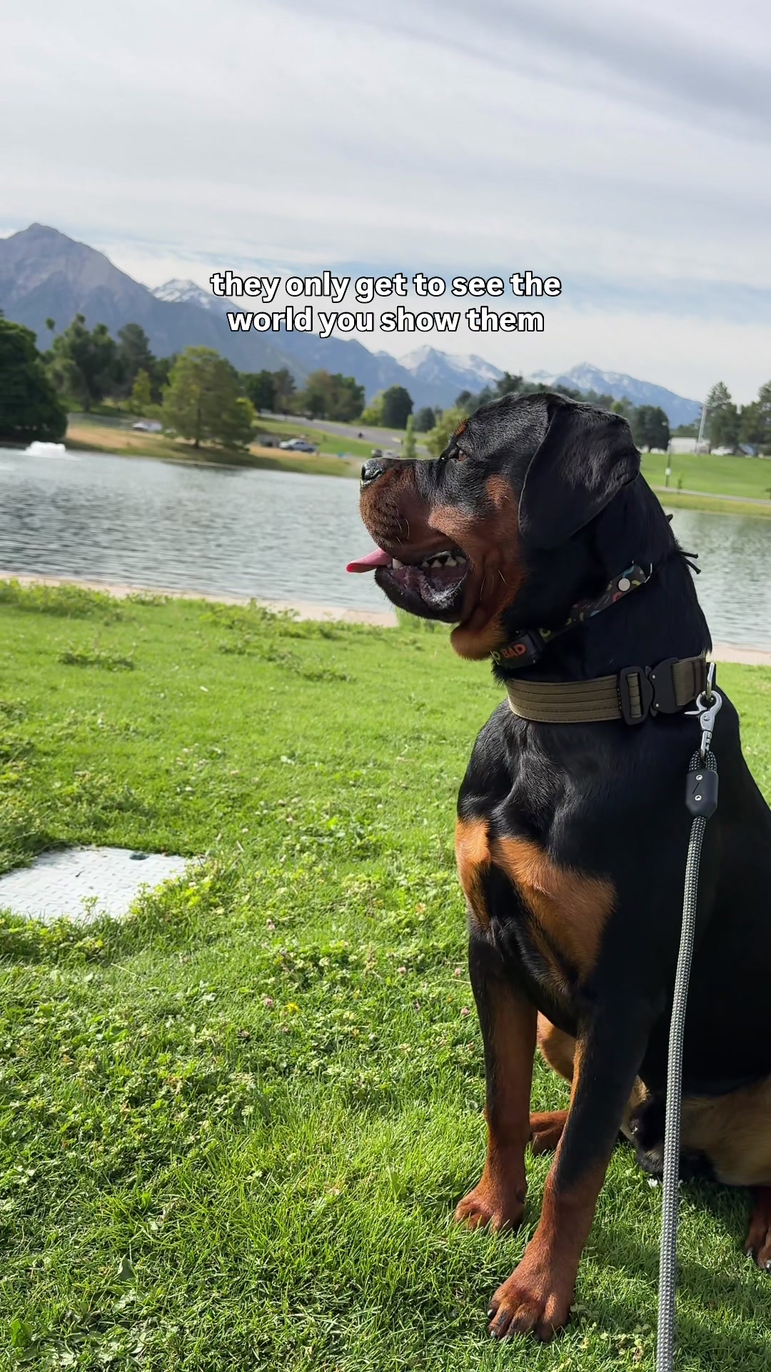 @Rex the Rottweiler