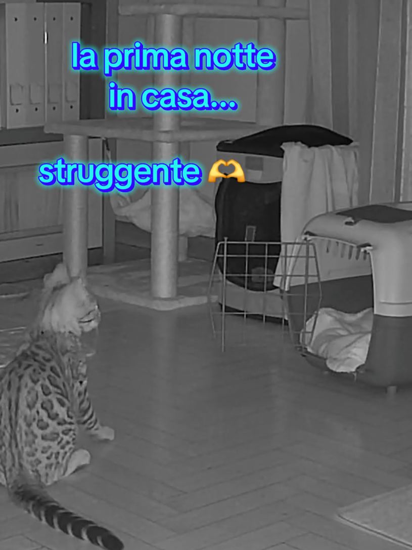 @rio.supercat