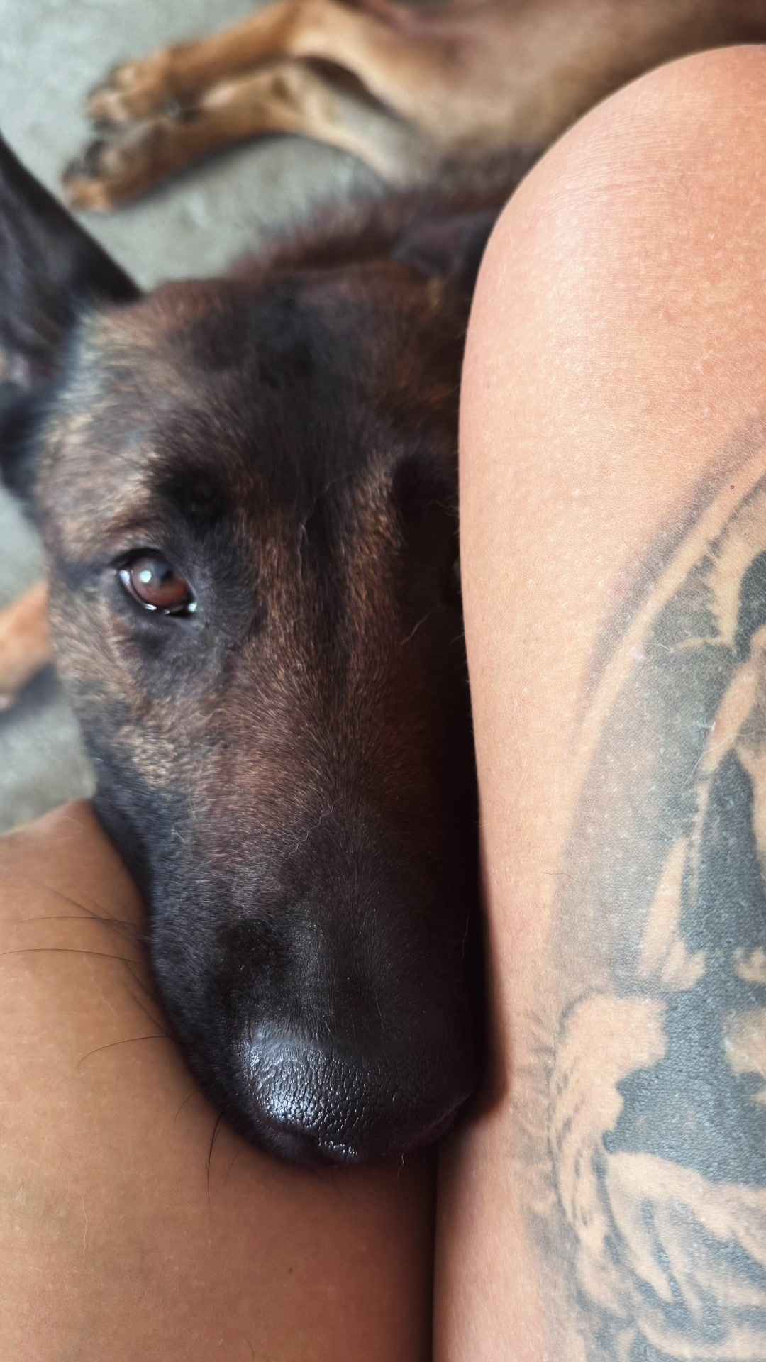 @k9spartan