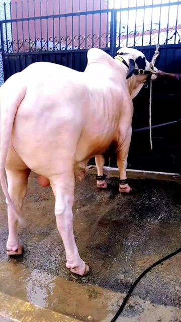 @Master Cattle Farm