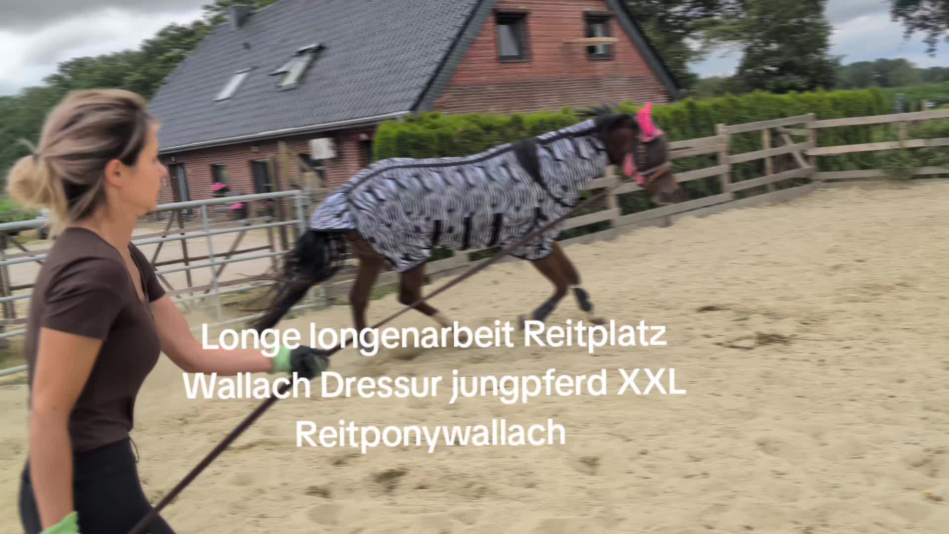 @Steffis_horse_world