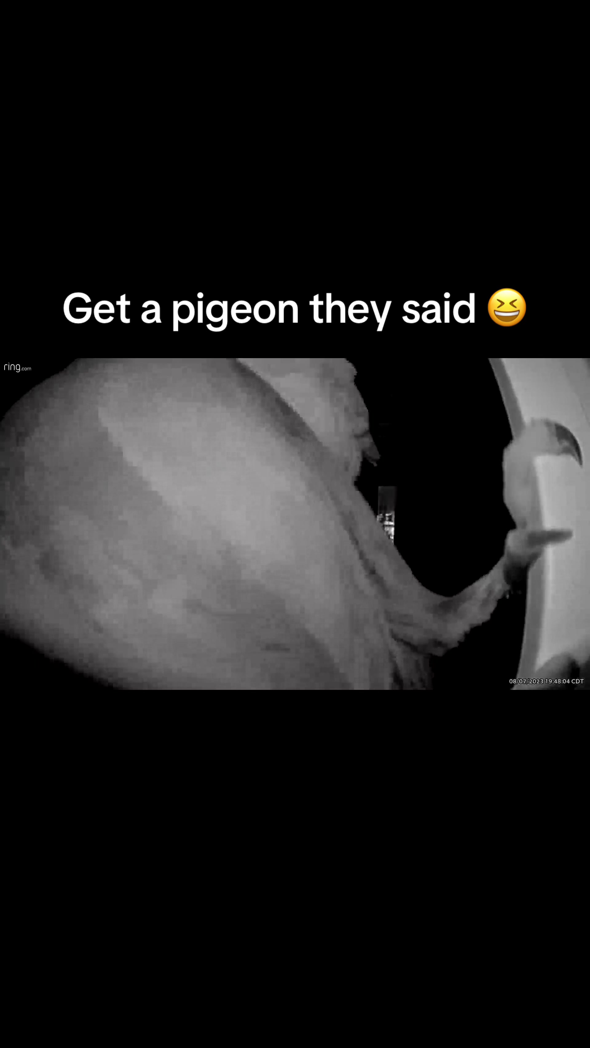 @Beebee The Pigeon