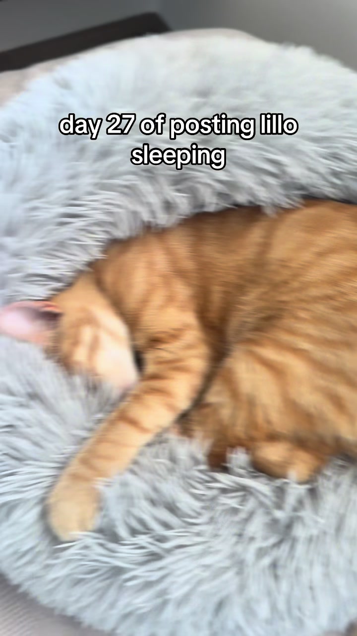 @lillo🐱🐈🐾