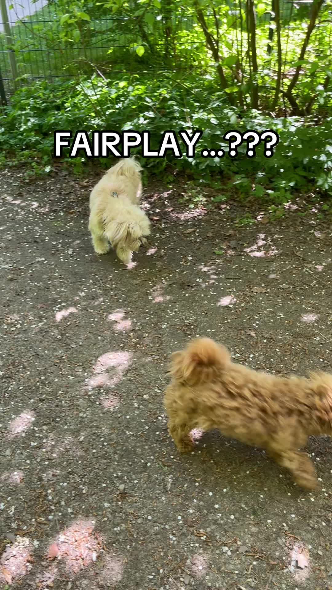 @DogMilow