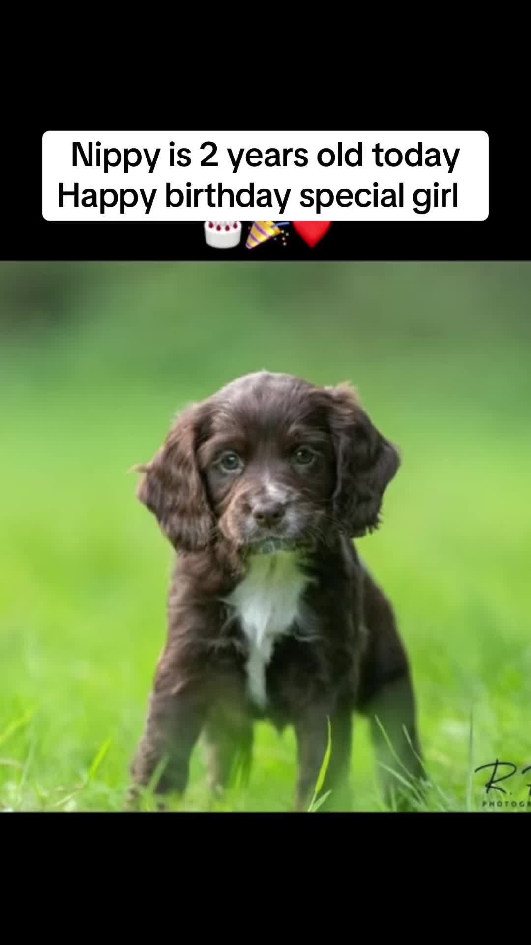 @Pipstar 🐕&zwj;🦺