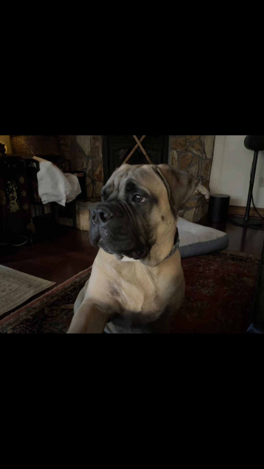 @Xander the Bullmastiff