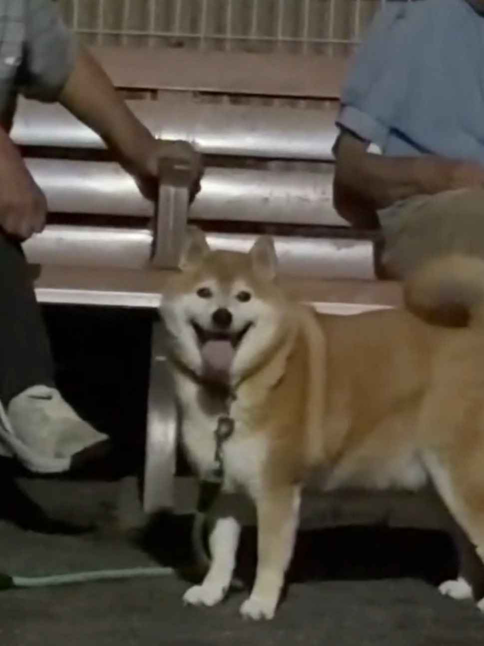 @柴犬とんこつ