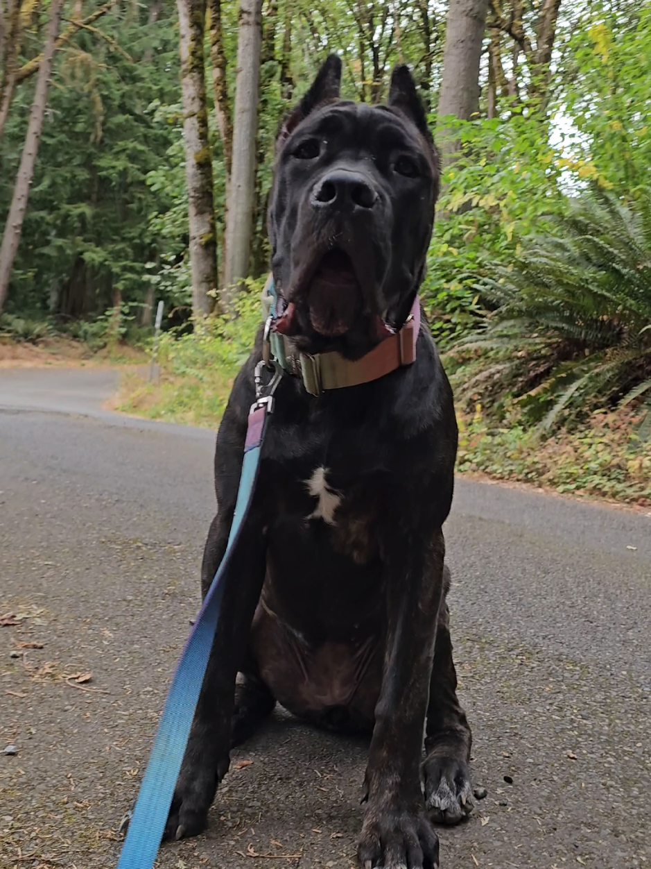 @SalmonCreekCaneCorso
