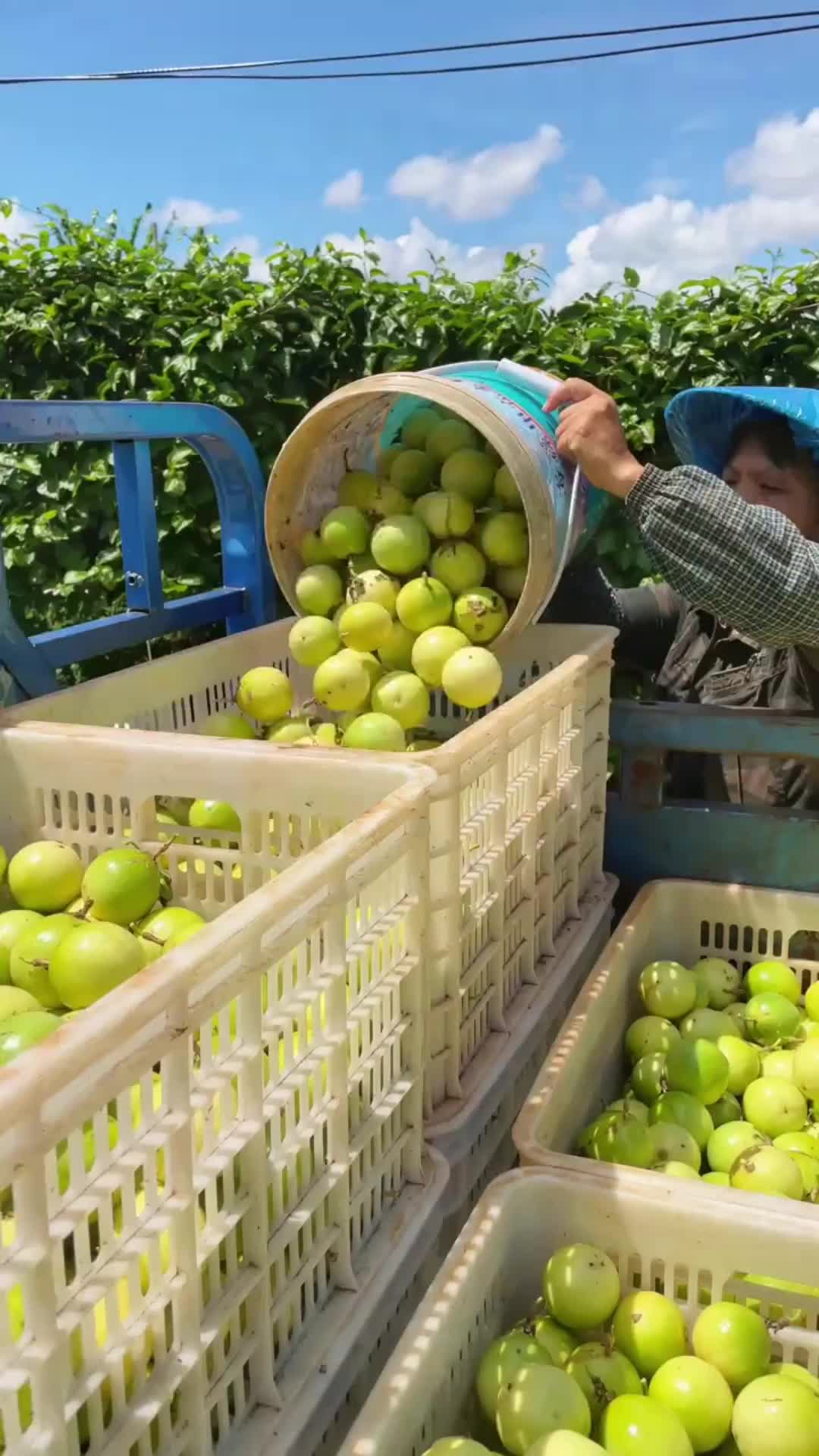 @水果鮮批