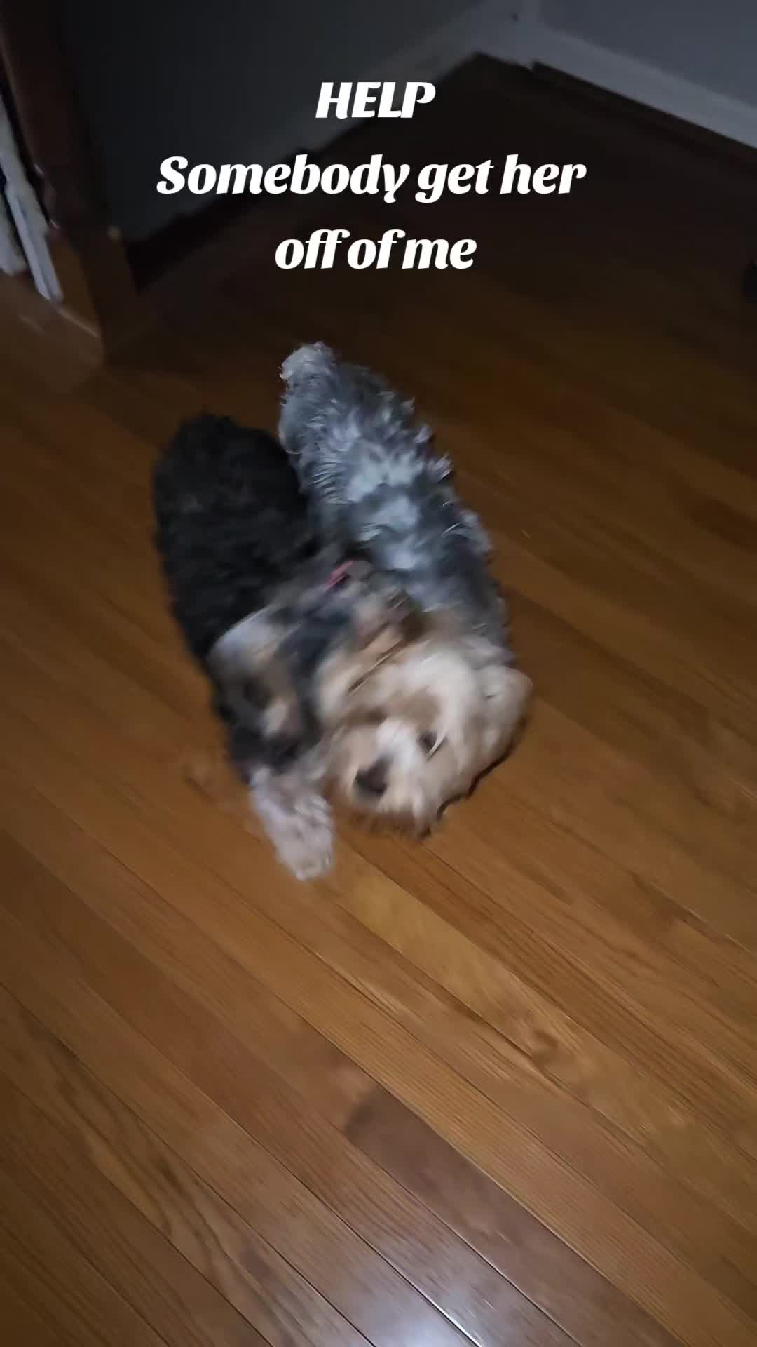 @Prince Loves CoCo
