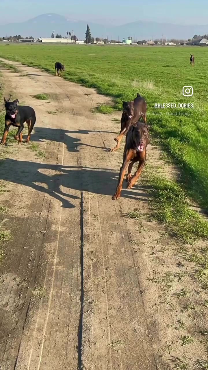 @blessed_dobies