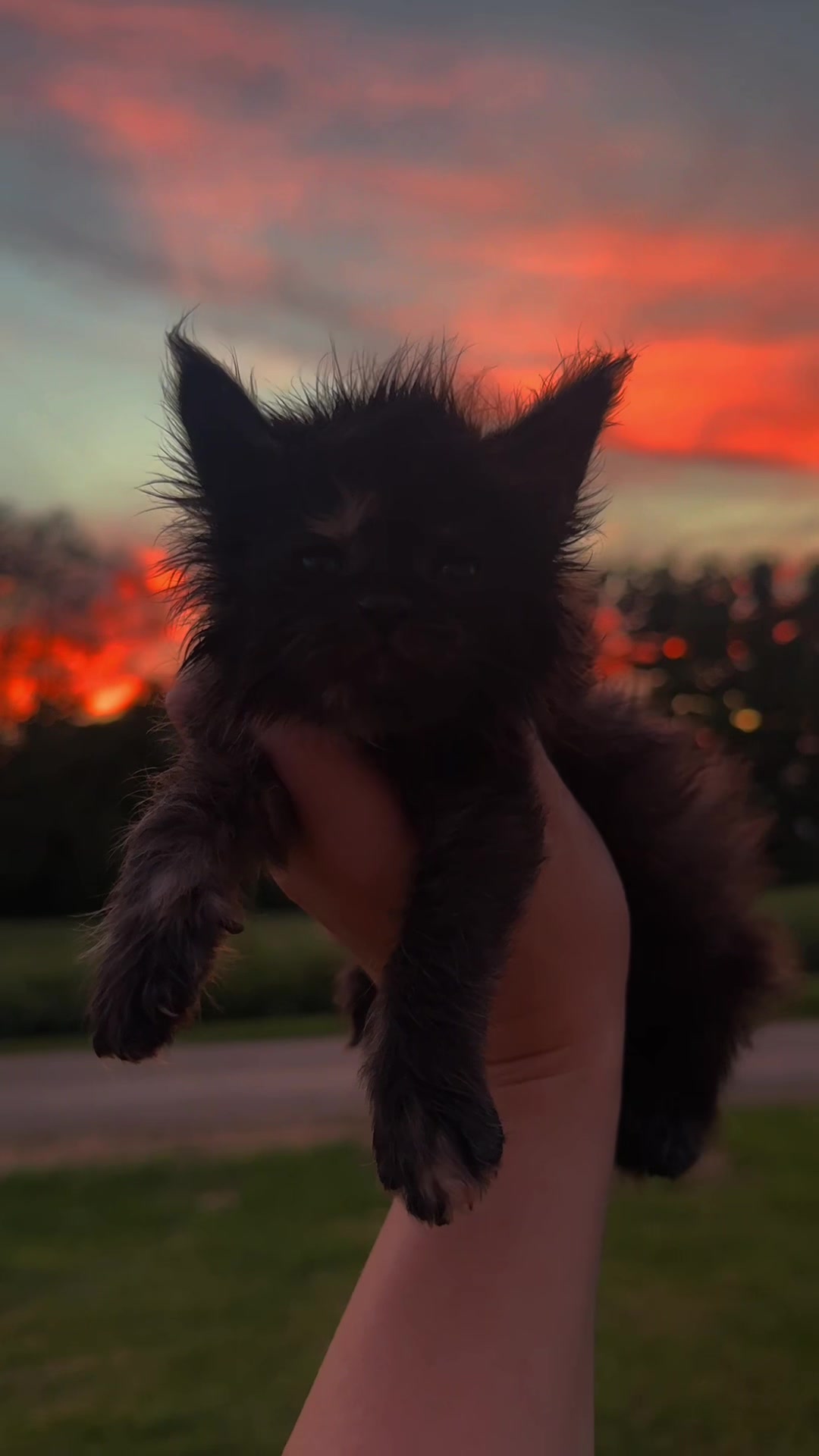 @Mossy&ensp;Cottage&ensp;Maine&ensp;Coons&ensp;🌙