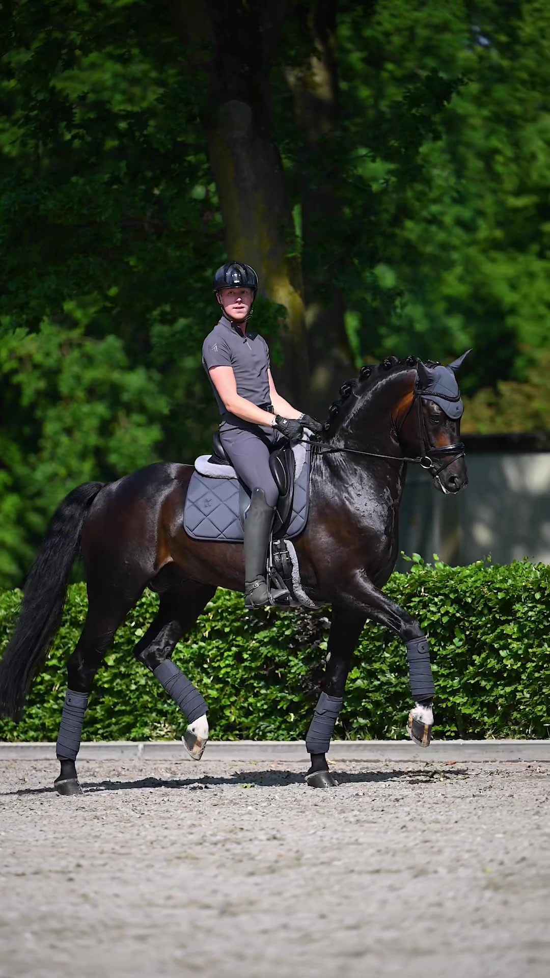 @Maximilian Equestrian