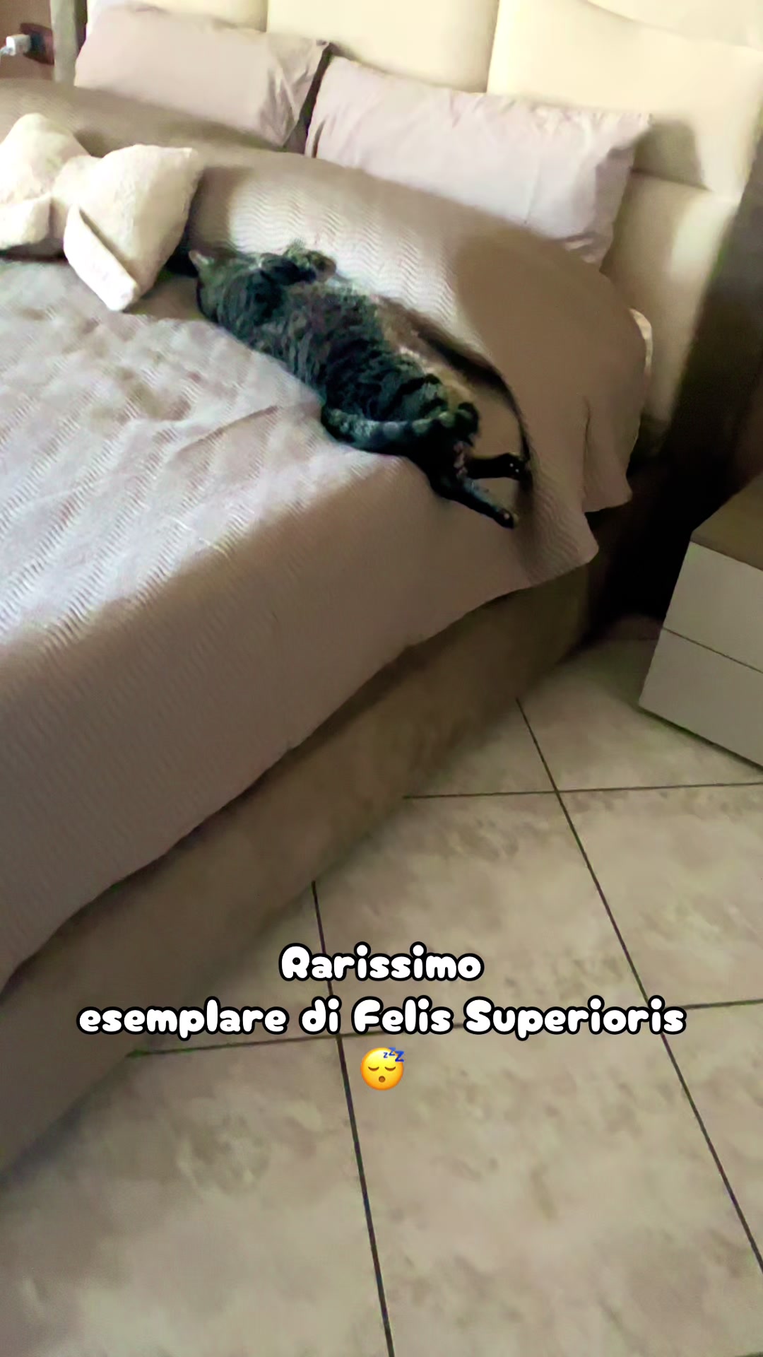 @🐾 𝒦𝒶t 🐾