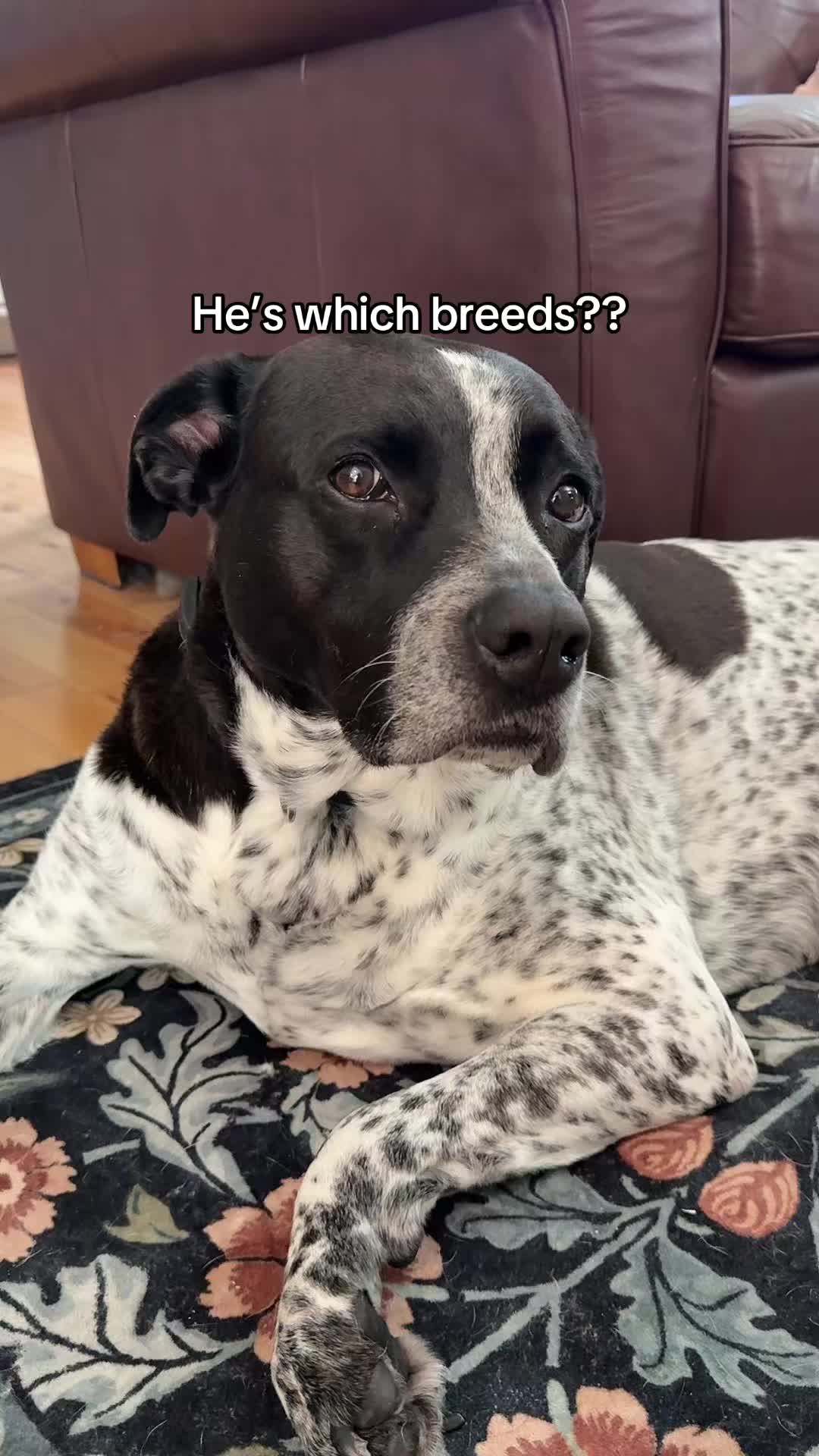 @Chelsea | Dog & Toddler Mom