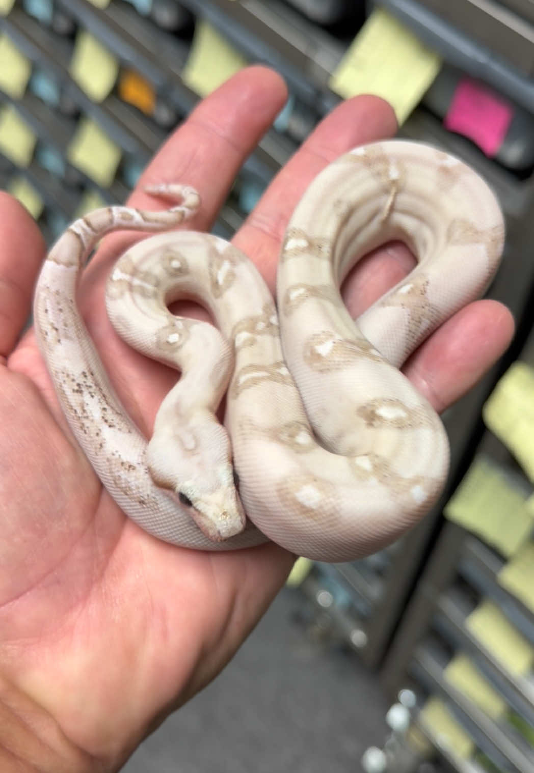 @Snake Country