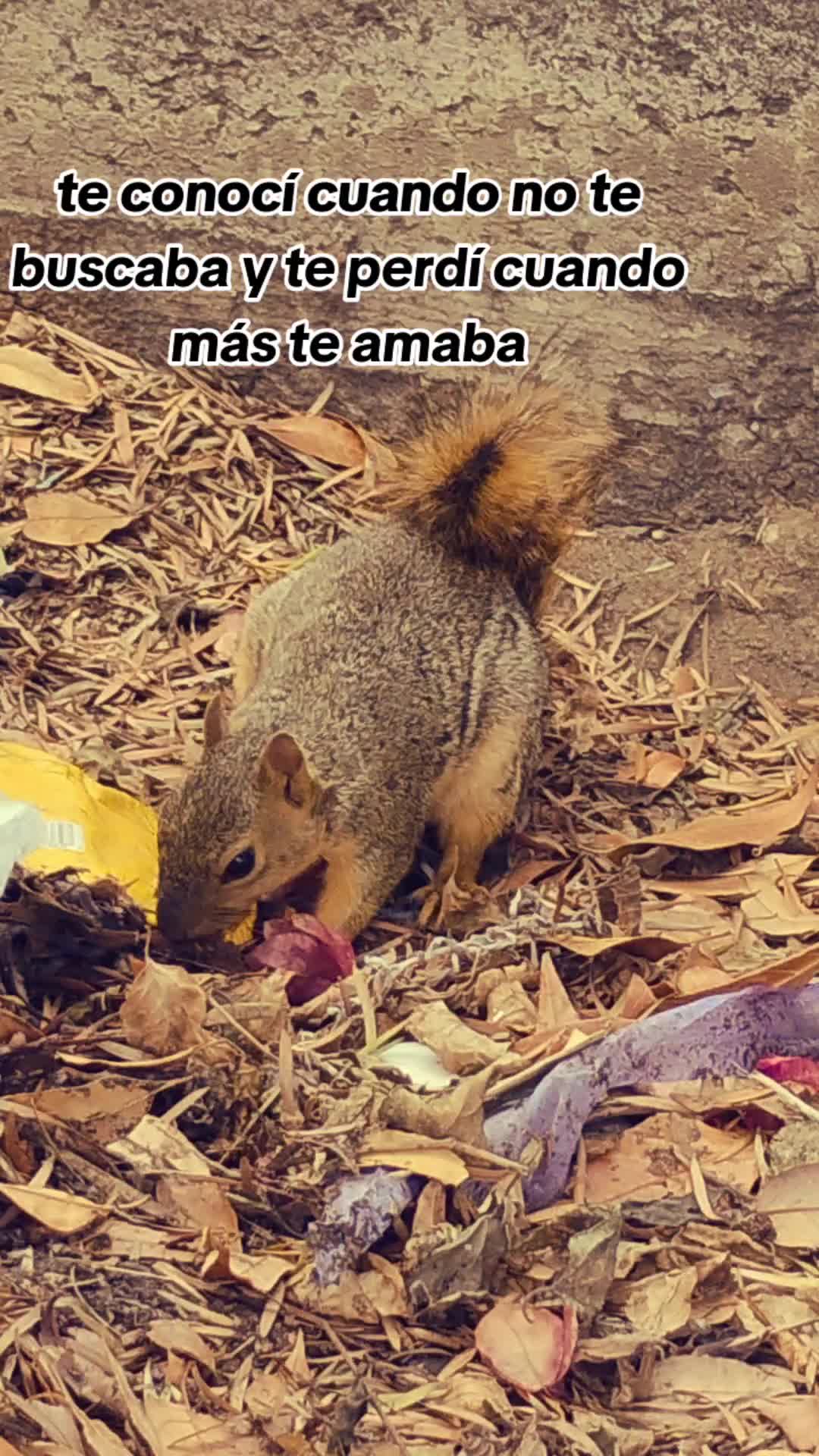 @de todito un poquito