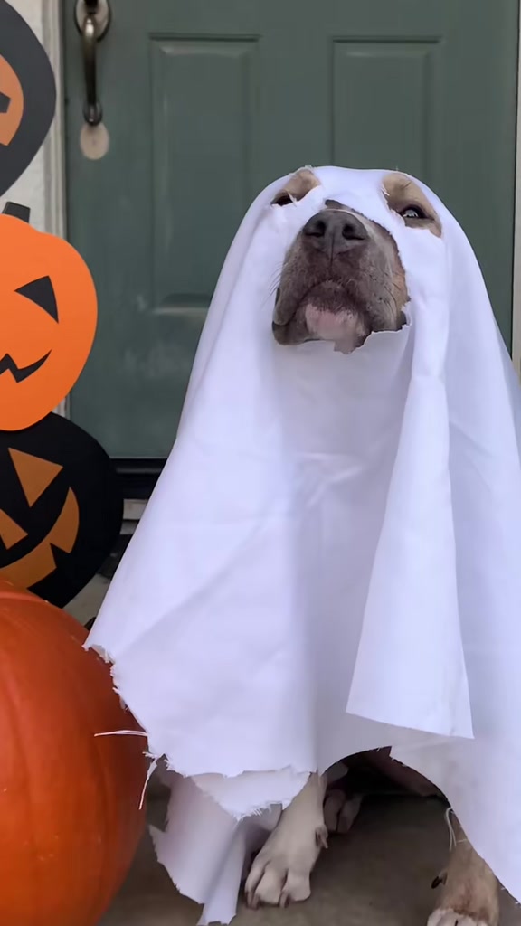 @Indie.pittie