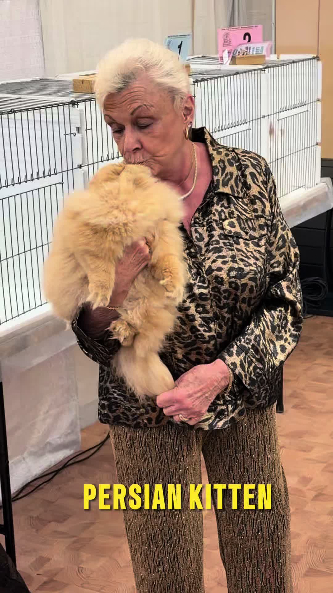 @NewVisionCatClub