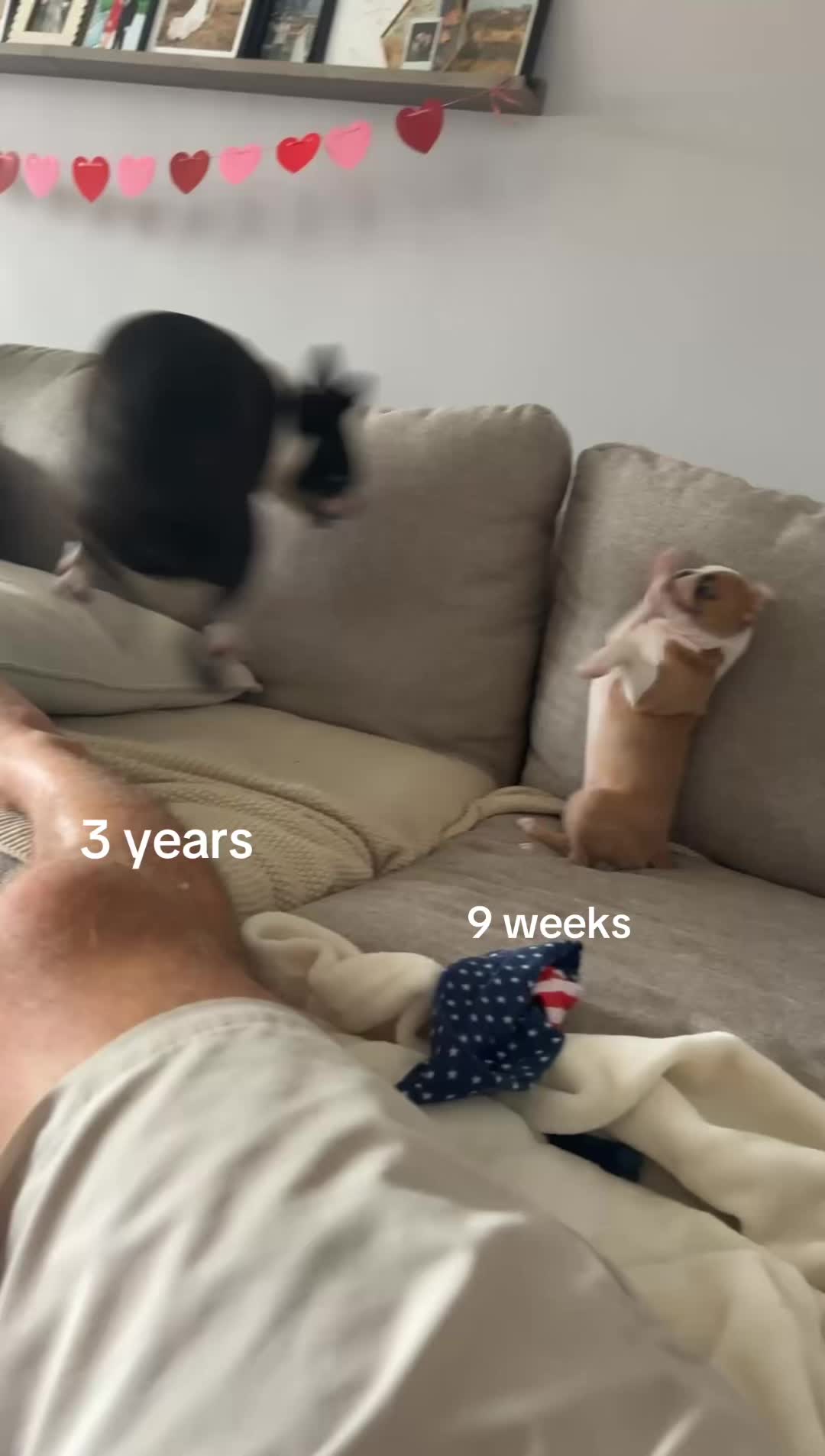 @dex