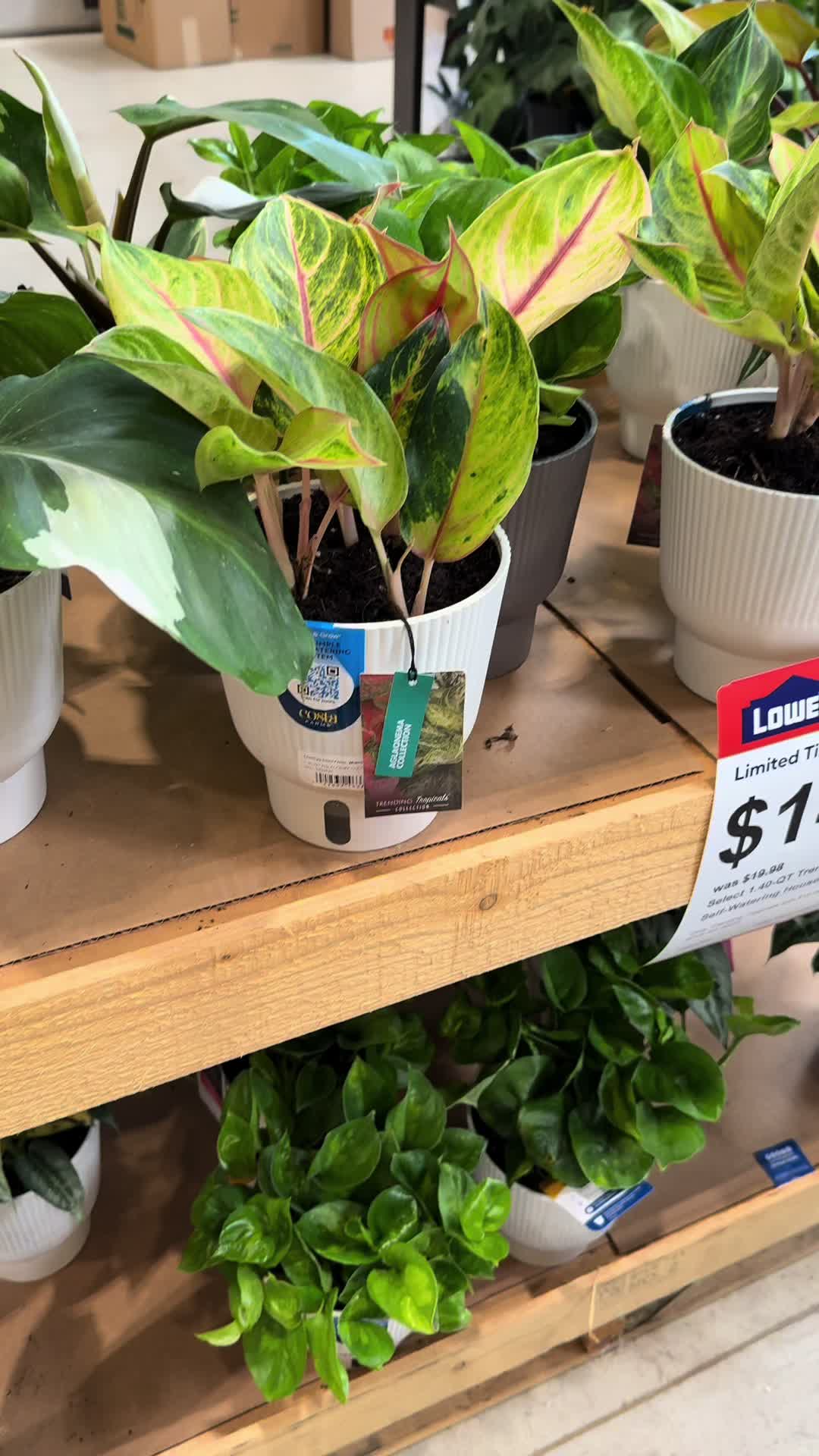 @que3nBeans_plants