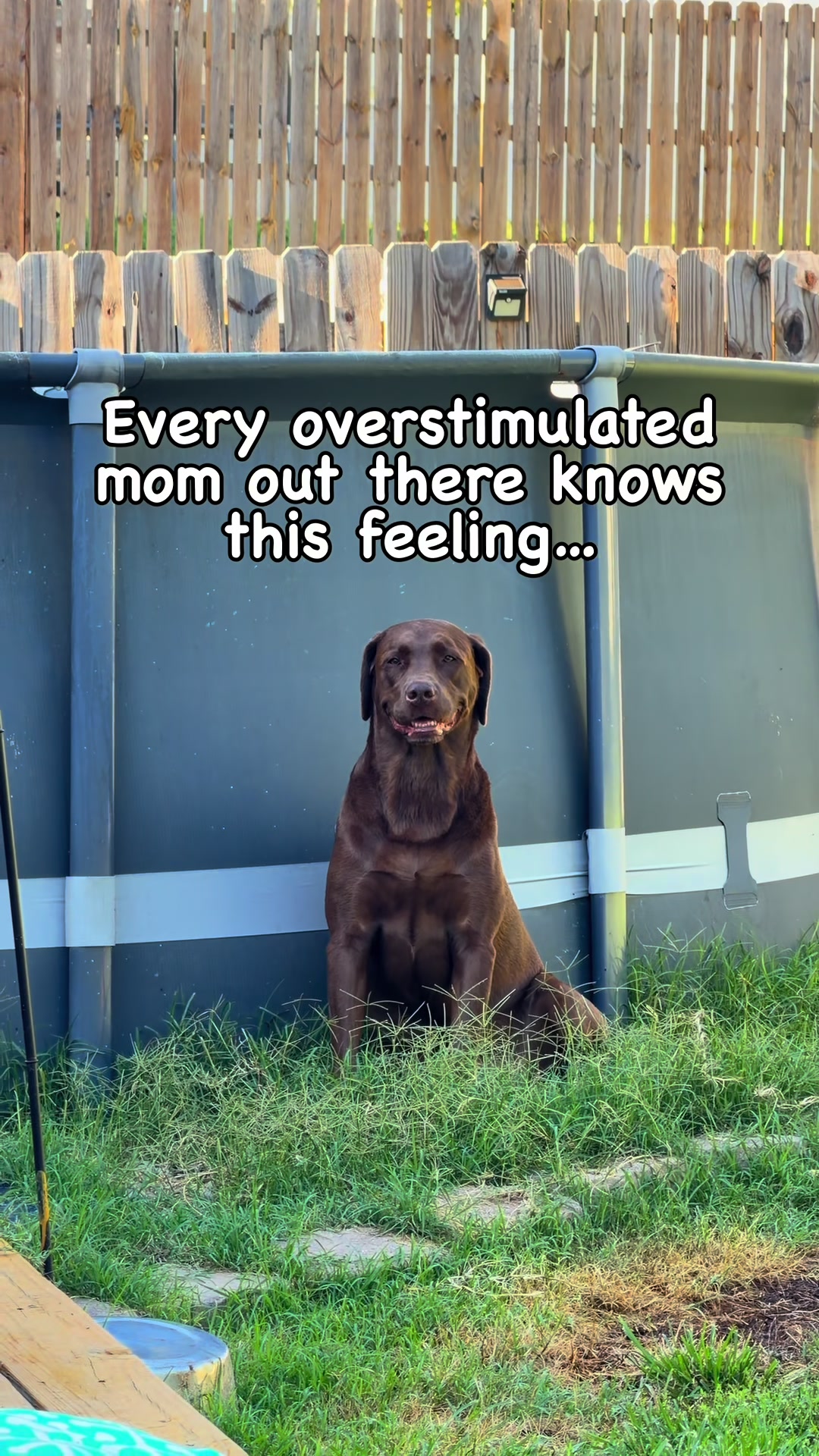@Koda, Harley, and Brody