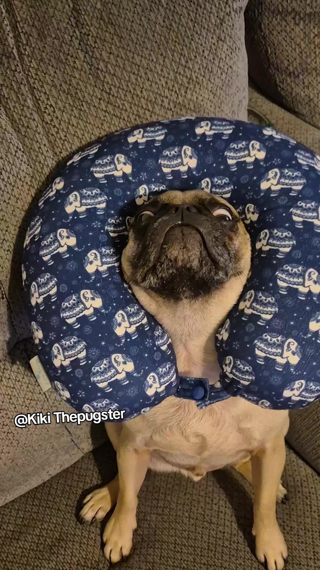 @Kiki&Cupid Thepugster