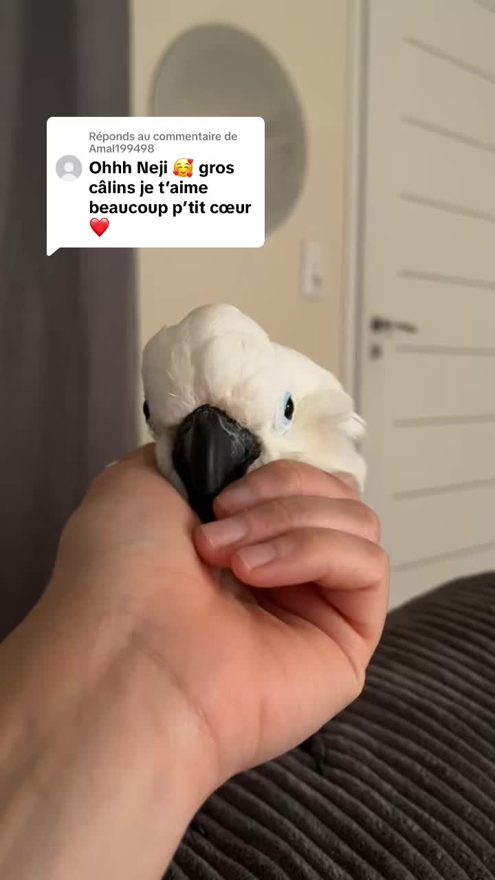 @Neji le perroquet 🤍💛🇵🇸