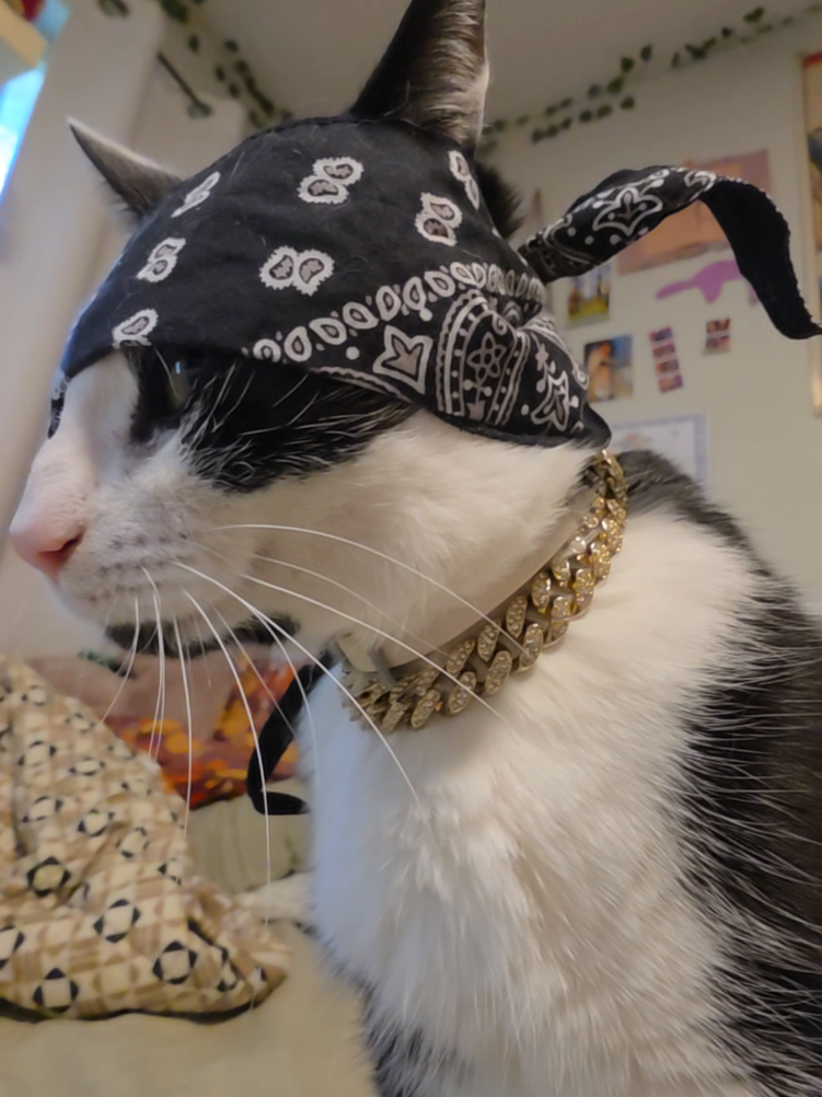 @THUGxedo Cat