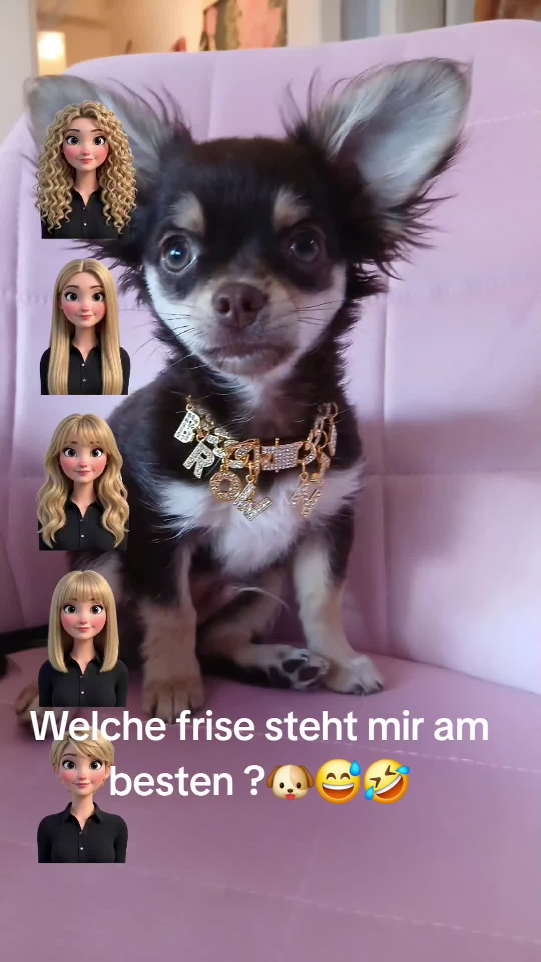 @Melody Gismo Peanut Brownie🐶❤