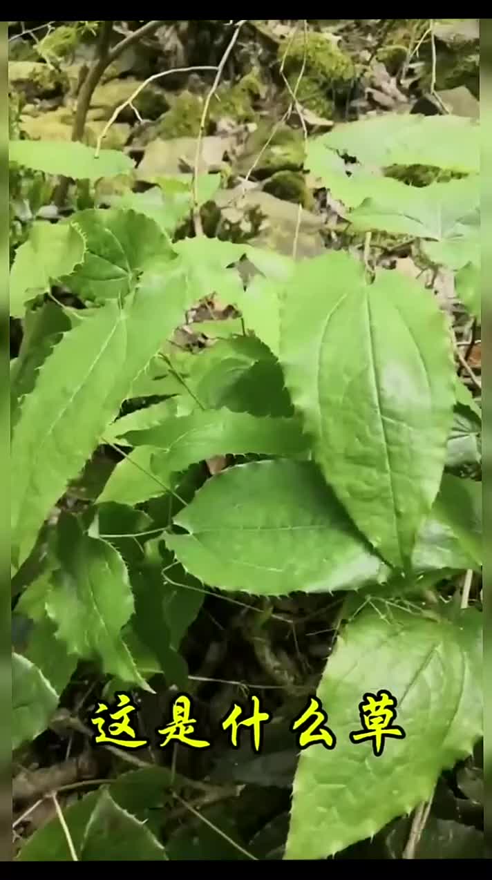 @gaib0009