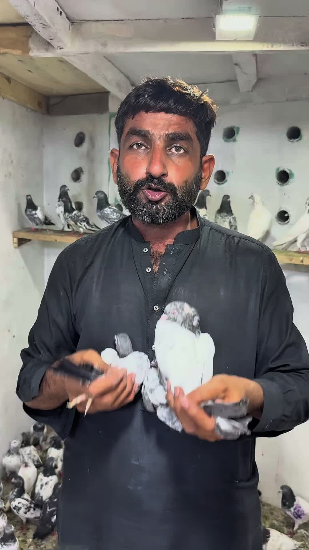 @Lahore Pigeon