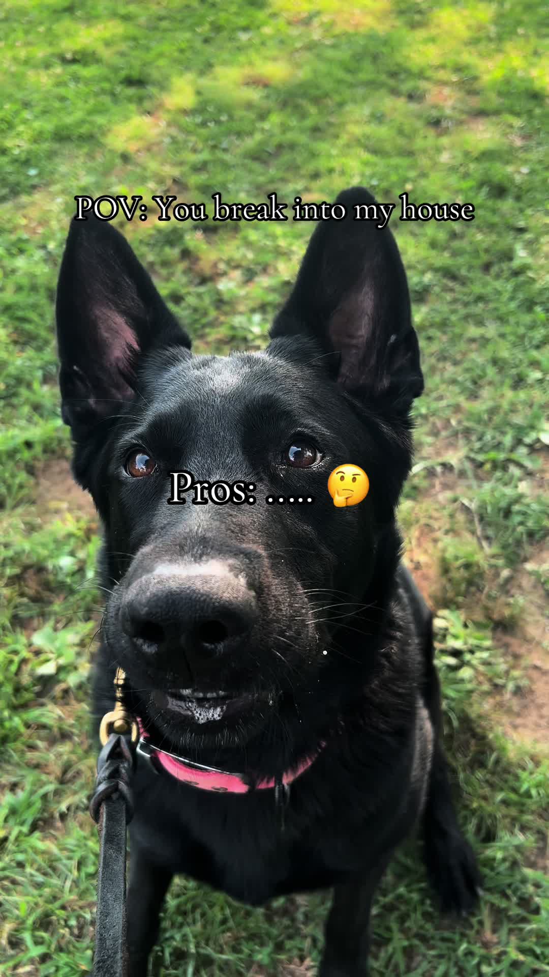 @🖤Kristin | Ironbound GSD🐾