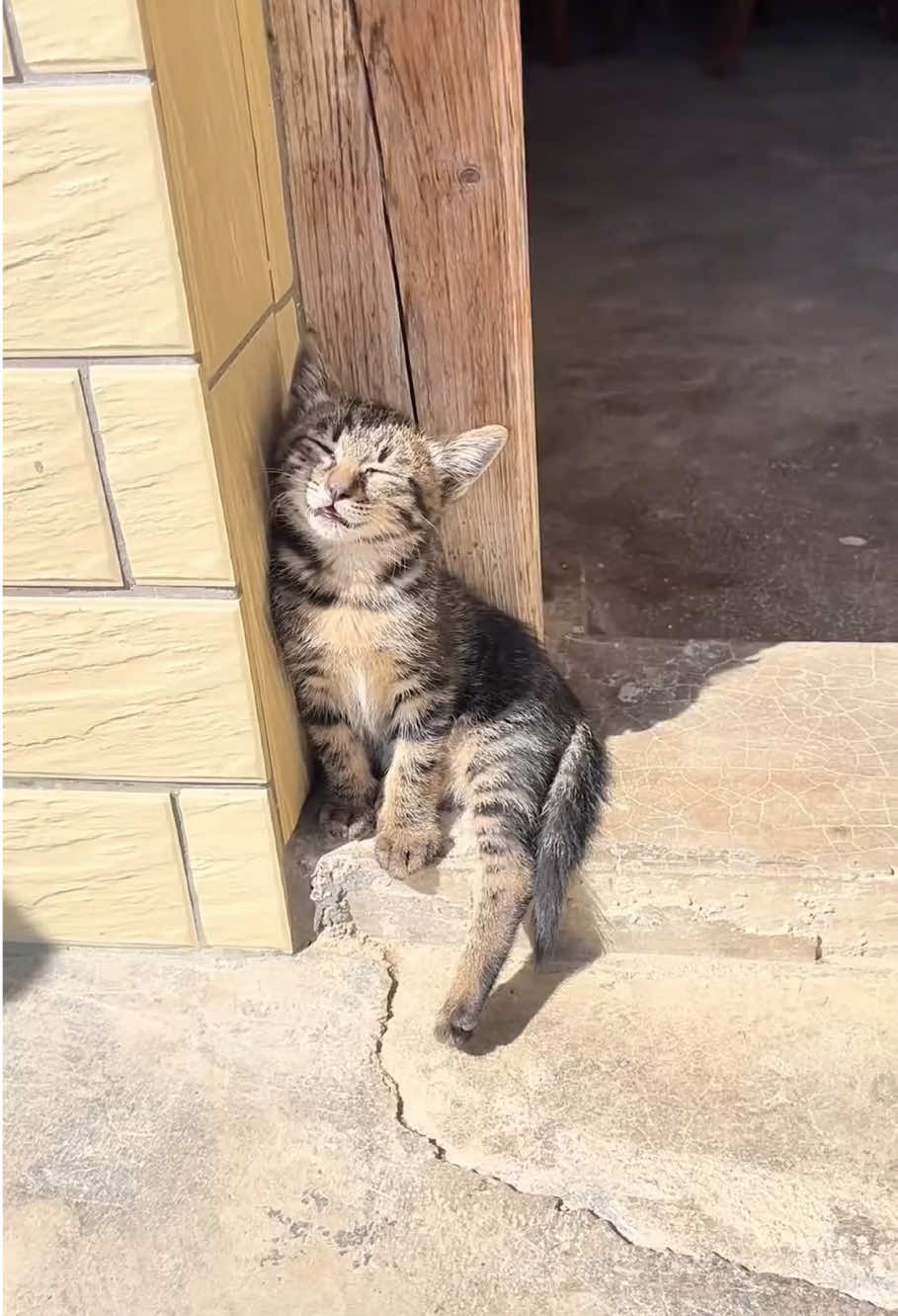 @Kitty